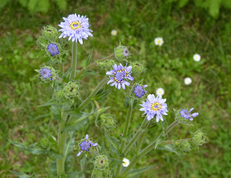 Perezia multiflora photo